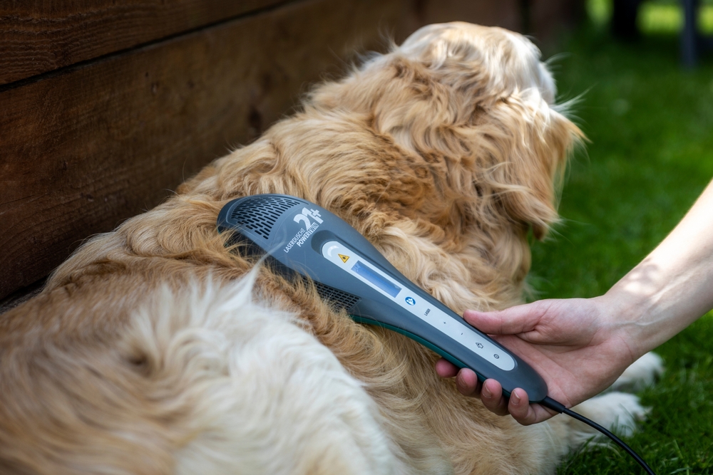 veterinary laser therapy for dogs
