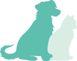 Indian Street Animal Clinic